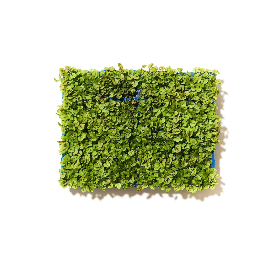 Vene karsi / vene cress